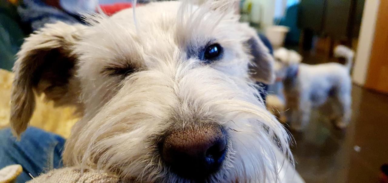 The Sleeping Dog Room At The Grumpy Schnauzer Bnb Huge Room, Luxe Suite, Private Hot Tub, Breakfast, Gym, Games Room, Farm Stay, Amazing Airdrie Luaran gambar
